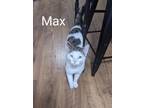Adopt Max and Ruby a White (Mostly) American Shorthair / Mixed (short coat) cat