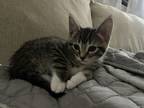 Adopt Katie a Brown Tabby Domestic Shorthair / Mixed (short coat) cat in Long