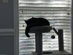 Adopt Cocoa a All Black Domestic Mediumhair / Mixed (medium coat) cat in Monroe