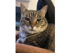 Adopt Bob a Brown Tabby Manx / Mixed (short coat) cat in Santa Nella