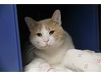 Adopt Paco a Tan or Fawn Domestic Shorthair (short coat) cat in Whitehall