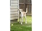Adopt Stanley a Tan/Yellow/Fawn Labrador Retriever / Mixed dog in Calhoun
