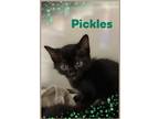 Adopt Pickles a All Black Domestic Shorthair (short coat) cat in Bowie