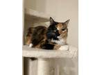 Adopt Marble a Calico or Dilute Calico Calico / Mixed (medium coat) cat in Las