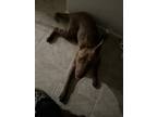 Adopt Roux a Brown/Chocolate Labrador Retriever / Mixed dog in San Antonio