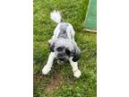 Adopt Chico a Havanese / Mixed dog in Meriden, CT (41505793)
