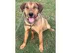 Adopt Tonka a Hound (Unknown Type) / Mixed dog in Raleigh, NC (41513015)