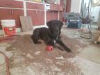 Adopt Orville a Black - with White Labrador Retriever / Newfoundland / Mixed dog