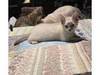 Adopt KARMA a Cream or Ivory Siamese (medium coat) cat in Fort Pierce