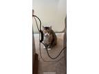 Adopt Butterscotch a Brown Tabby Manx / Mixed (short coat) cat in Overland Park