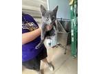 Adopt Kendall a Gray or Blue Domestic Shorthair (short coat) cat in