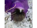 Adopt Snow Ball a Blonde Guinea Pig / Guinea Pig / Mixed (short coat) small