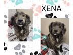 Adopt Xena a Brindle Plott Hound / Mixed dog in tama, IA (41522473)