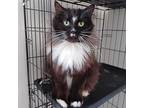 Adopt Eevee a Black & White or Tuxedo Ragdoll / Mixed (long coat) cat in Ann