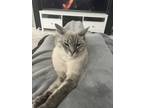 Adopt Shiloh a White Siamese / Mixed (short coat) cat in Bradenton