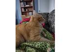 Adopt Ginger a Orange or Red Domestic Longhair / Mixed (medium coat) cat in