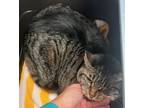 Adopt Spaz a Brown Tabby Domestic Shorthair cat in SAINT AUGUSTINE, FL