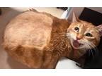 Adopt Knuck a Orange or Red Domestic Shorthair cat in SAINT AUGUSTINE, FL