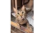 Adopt Chex a Brown Tabby Domestic Shorthair (short coat) cat in SAINT AUGUSTINE