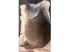 Adopt Snacks a Gray or Blue Domestic Mediumhair (medium coat) cat in SAINT