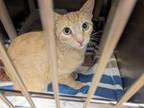 Adopt Dolce a Orange or Red Domestic Shorthair cat in SAINT AUGUSTINE, FL