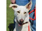 Adopt Harley a White Shepherd (Unknown Type) / Great Pyrenees / Mixed dog in