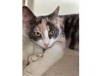 Adopt Biscuit a Domestic Shorthair / Mixed cat in Greater Napanee, ON (41507294)