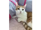 Adopt Ritz a Domestic Shorthair / Mixed cat in Greater Napanee, ON (41507292)
