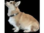 Adopt Gary a White - with Tan, Yellow or Fawn Pembroke Welsh Corgi / Mixed dog