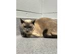 Adopt Susie a Siamese / Mixed cat in Orillia, ON (41522294)