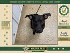 Adopt Frankie a Mixed Breed (Medium) / Mixed dog in Melbourne, FL (41522292)
