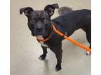 Adopt Quinn a American Pit Bull Terrier / Mixed dog in Birdsboro, PA (41522286)