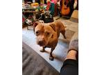 Adopt Chloe a Tan/Yellow/Fawn American Staffordshire Terrier / American Pit Bull
