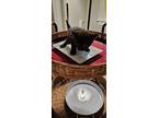 Adopt No Name a Black (Mostly) Domestic Longhair / Mixed (medium coat) cat in