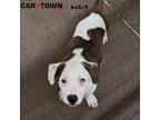 Adopt Jewl a Labrador Retriever / Mixed dog in Lexington, KY (41522232)
