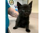 Adopt Carmelo a Domestic Mediumhair / Mixed cat in Salisbury, MD (41522273)