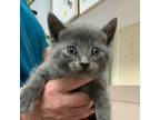 Adopt Ramon a Domestic Mediumhair / Mixed cat in Salisbury, MD (41522272)