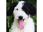 Adopt IVY (NON SHEDDING) a Black - with White Goldendoodle / Mixed dog in