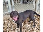 Adopt Babs a Black - with White American Staffordshire Terrier / Mixed dog in