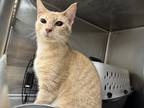 Adopt 18909 a Domestic Shorthair / Mixed cat in Covington, GA (41522204)