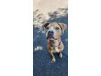 Adopt Dapper Dan/kam a American Staffordshire Terrier / Mixed dog in Raleigh
