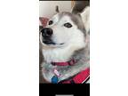 Adopt Balto a Black - with White Husky / Mixed dog in Sanger, TX (41520674)