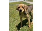 Adopt 2405-0237 Jake a Mixed Breed (Medium) / Mixed dog in Virginia Beach