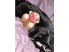 Adopt Salem a All Black Burmese / Mixed (short coat) cat in Inver Grove Heights