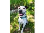 Adopt Olive a Black - with White Pit Bull Terrier / Mixed dog in Stanton