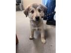 Adopt Sansa 30368 a Gray/Blue/Silver/Salt & Pepper Shepherd (Unknown Type) dog