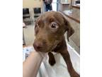 Adopt Sugar Berry 122987 a Brown/Chocolate Shepherd (Unknown Type) / Pit Bull