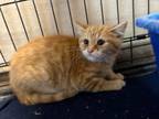 Adopt Blaze 123660 a Orange or Red Domestic Shorthair cat in Joplin