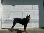 Adopt Buck a Black - with Tan, Yellow or Fawn Doberman Pinscher / Mixed dog in