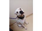 Adopt PONGO a White Boxer / Pit Bull Terrier / Mixed dog in Kensington
